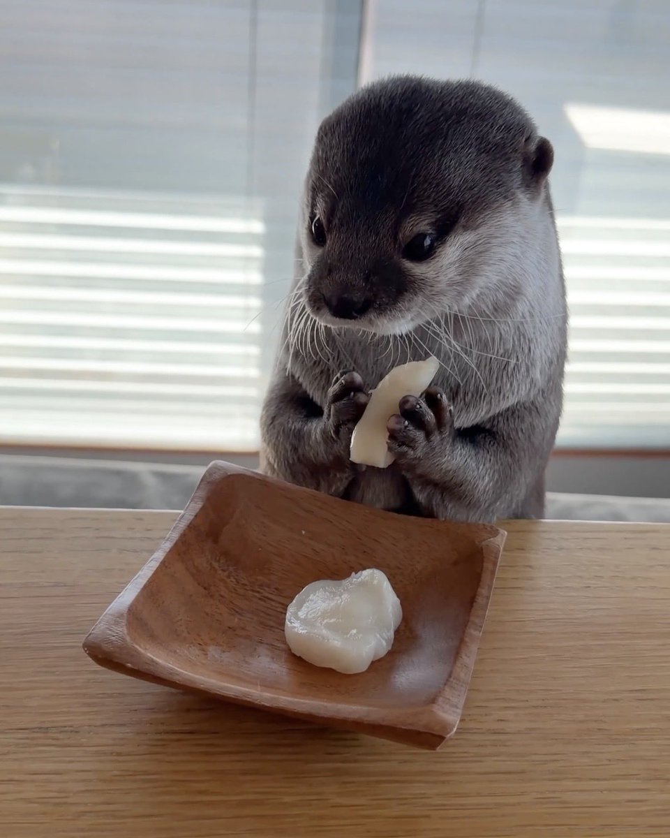 カワウソ コタロー&ハナ Otter Kotaro&Hana tweet media