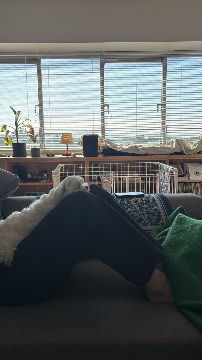 もじゅ tweet media