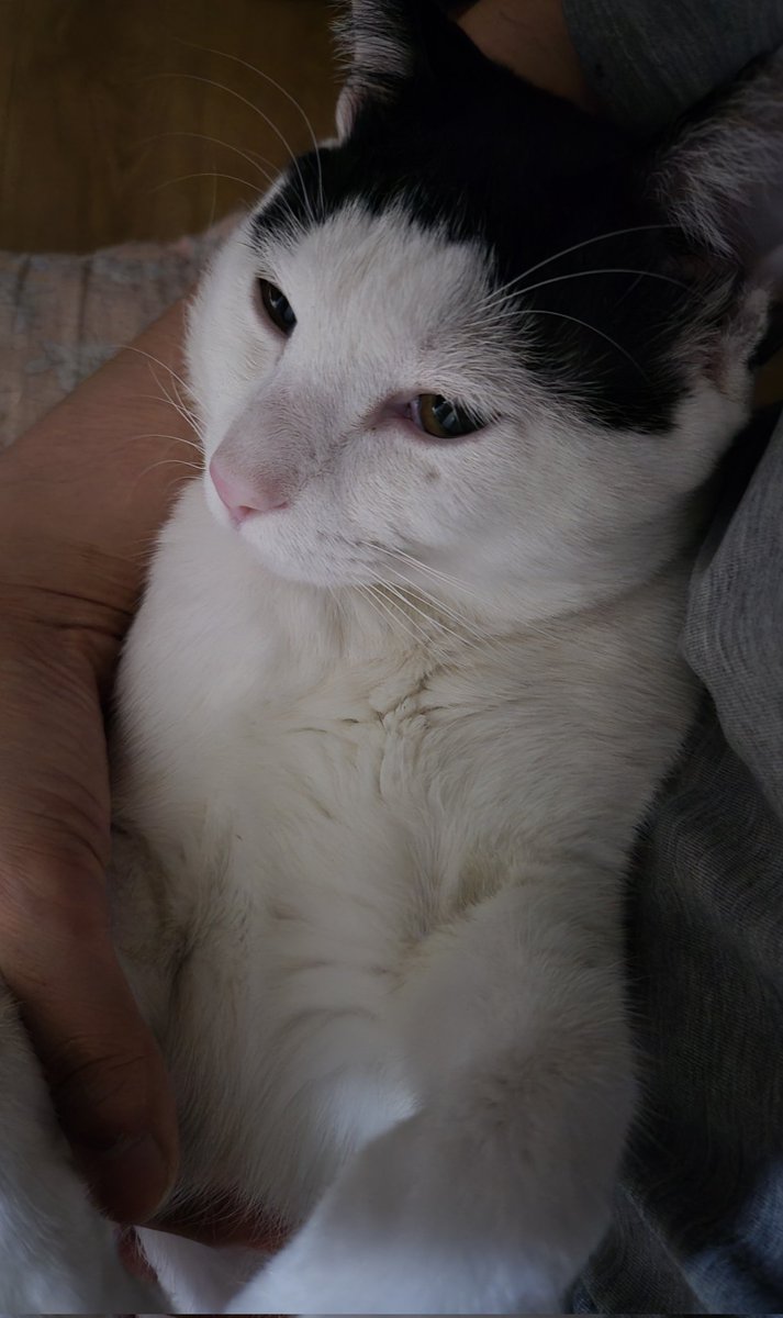 메리와 오남매들 (@rri_cats) on Twitter photo 