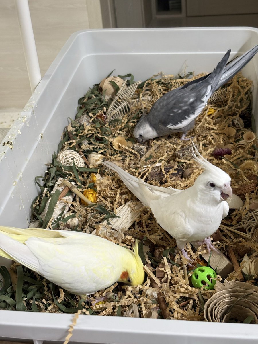 포레징 박스 뒤지는중