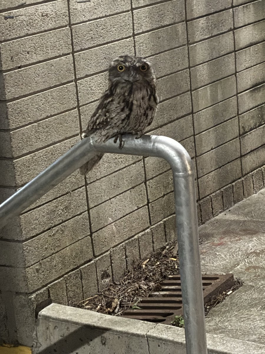 BitStrategy tweet media