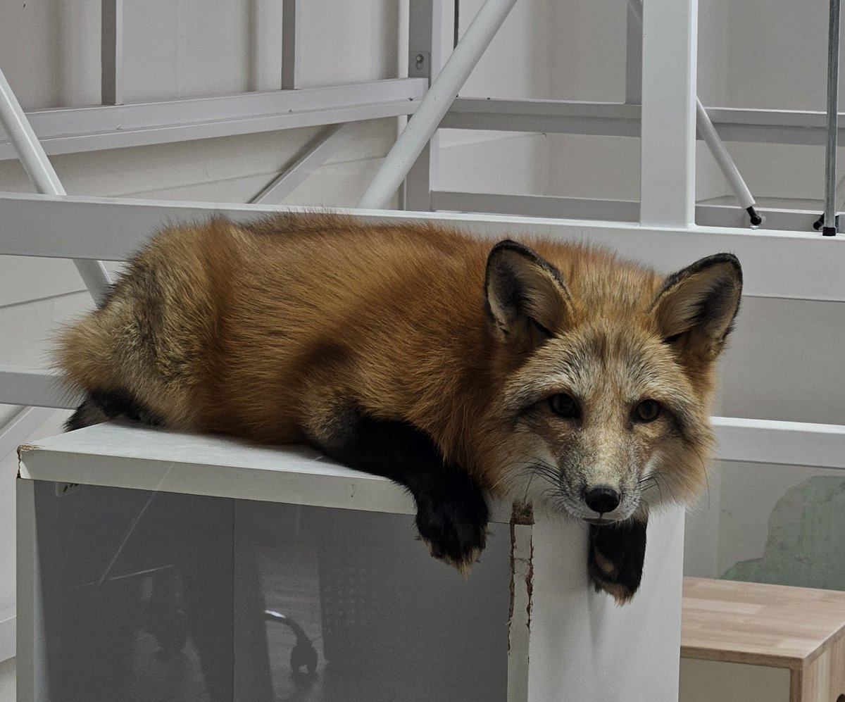 tanr0730's tweet image. 아까 잠시 마꼬스 아지트 들렀었는데 저를 계속 빤히 보길래 찍은 설이 사진!!