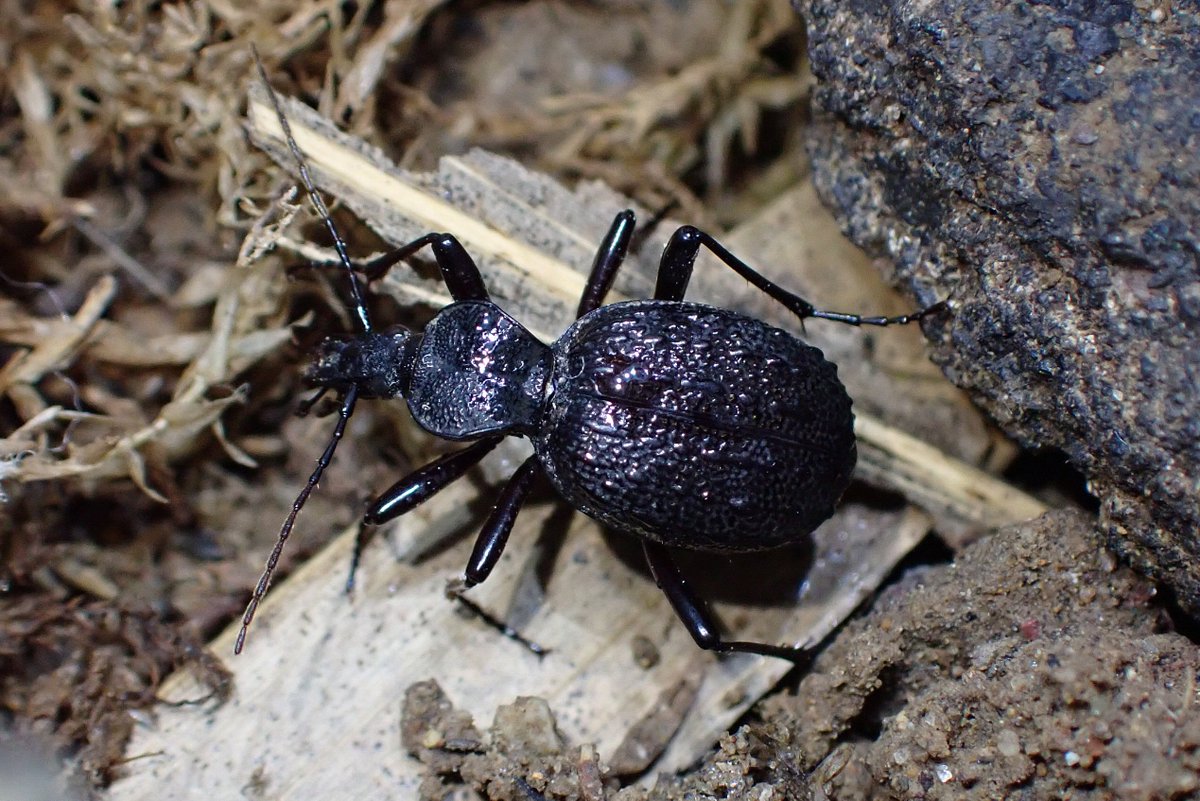 昨年の秋に採集したセダカオサムシ♂ 春に繁殖させるつもりで越冬処置