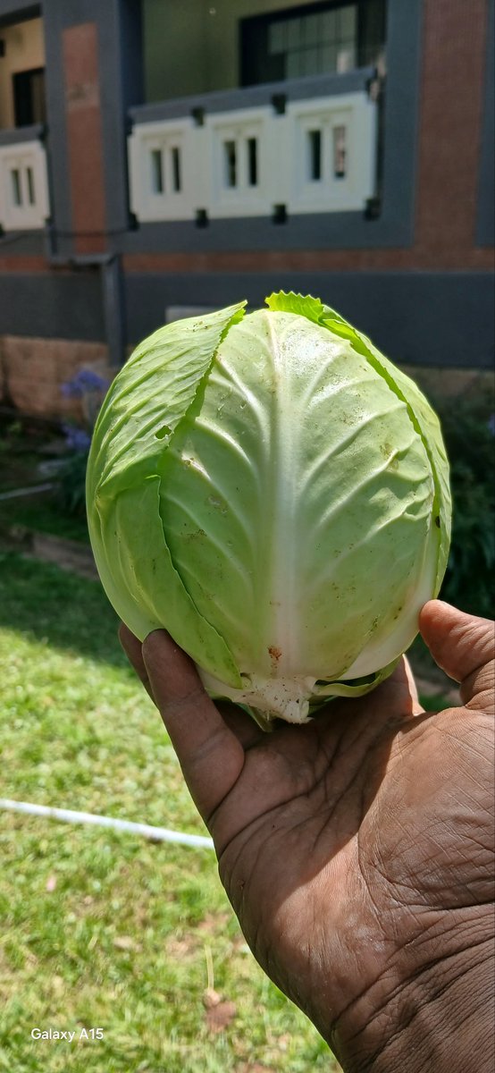 FSSA_Eskender's tweet photo. Today’s harvest from the Hilton Addis Chafe Garden is grown without chemical pesticides or artificial fertilizers—pure, fresh, and sustainable.

Grown with care 🌱 No chemical pesticides, no artificial fertilizers—just healthy, natural produce from our garden. https://t.co/xwT2ILYwAM