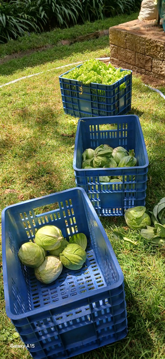 FSSA_Eskender's tweet photo. Today’s harvest from the Hilton Addis Chafe Garden is grown without chemical pesticides or artificial fertilizers—pure, fresh, and sustainable.

Grown with care 🌱 No chemical pesticides, no artificial fertilizers—just healthy, natural produce from our garden. https://t.co/xwT2ILYwAM