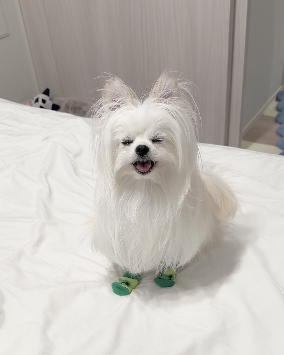 かわいーぬ (@kawai_nu_san) / Posts / X