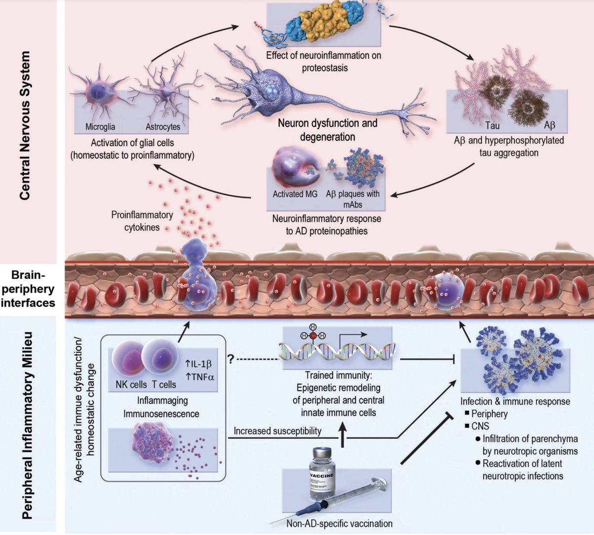 kalpsagliginiz.com/detail/zona-as…
Galler’de zona aşısı i 2 Eylül 1933 öncesi doğanlara yapılırken; o yaşın altındakilere, yani o günden sonra doğanlara aşı uygulanmadı.7 yıllık bir sürede Alzheimer oranının aşı olanlarda %20’ye yakın oranda daha düşük kaldığı görüldü.