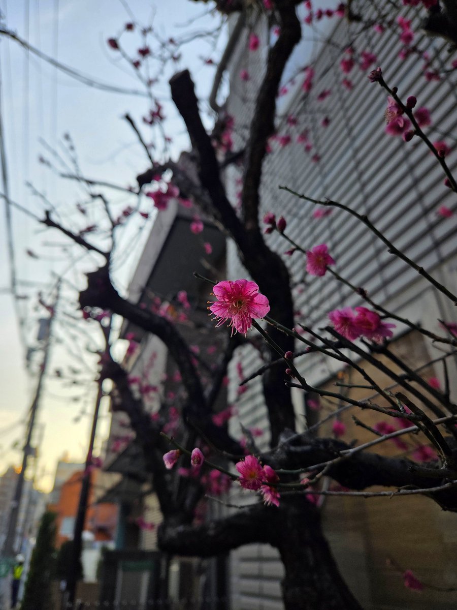 muukanon's tweet photo. キラリ見つけた https://t.co/eUEF4oPlhl