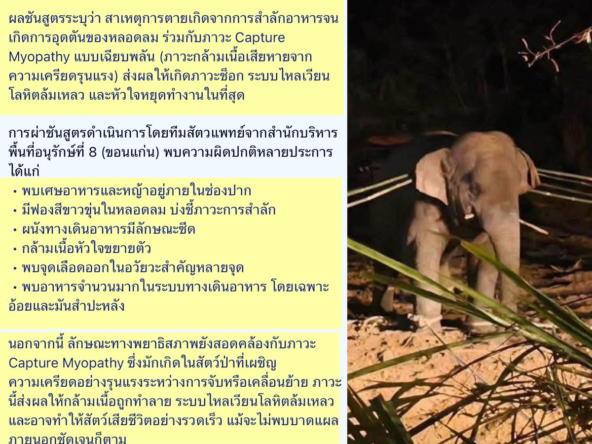 ช้างวัย 10 ขวบ กำลังกินอ้อยอย่างไร้เดียงสา ยังไม่ทันย่อยอยู่ๆก็มาโดนจับ ผูกเชือกขาเอาไม้ไผ่ทิ่ม และโดนยาซึม + ภาวะช็อก เป็นช้างป่าไม่เคยเคลื่อนย้ายไปไหน คนที่เกี่ยวข้องต้องรับผิดชอบ และอีก3ตัวที่เหลือ พลายงาจิ๋ว, คุถัง และสีดอน้อยจะต้องไม่มีชะตากรรมเดียวกับหูพับ
#สีดอหูพับ