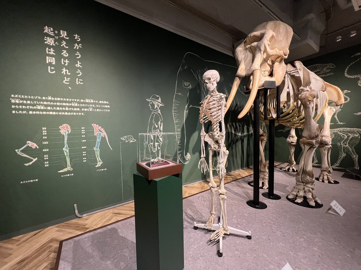 動物科学館二階、マーモセットたちがいるエリアを抜けるとそこは展示室