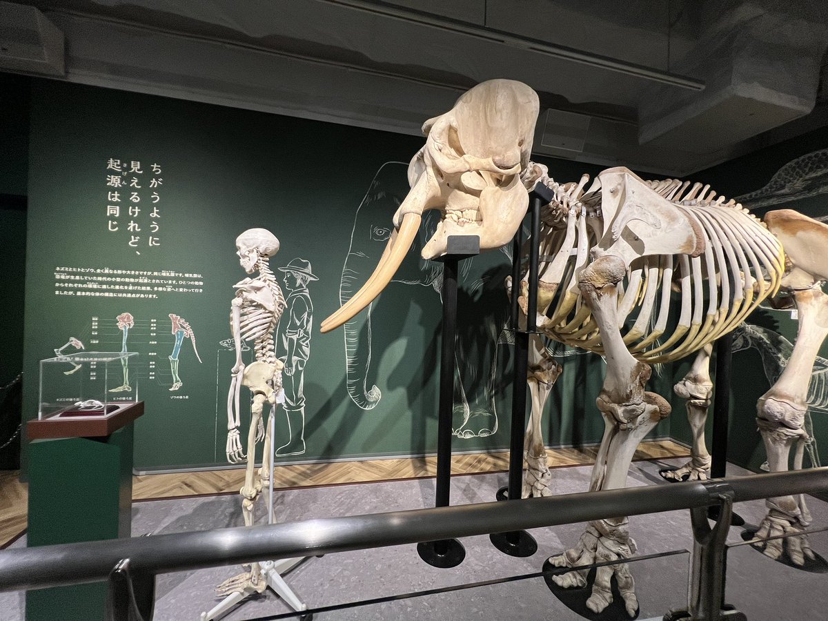 動物科学館二階、マーモセットたちがいるエリアを抜けるとそこは展示室
