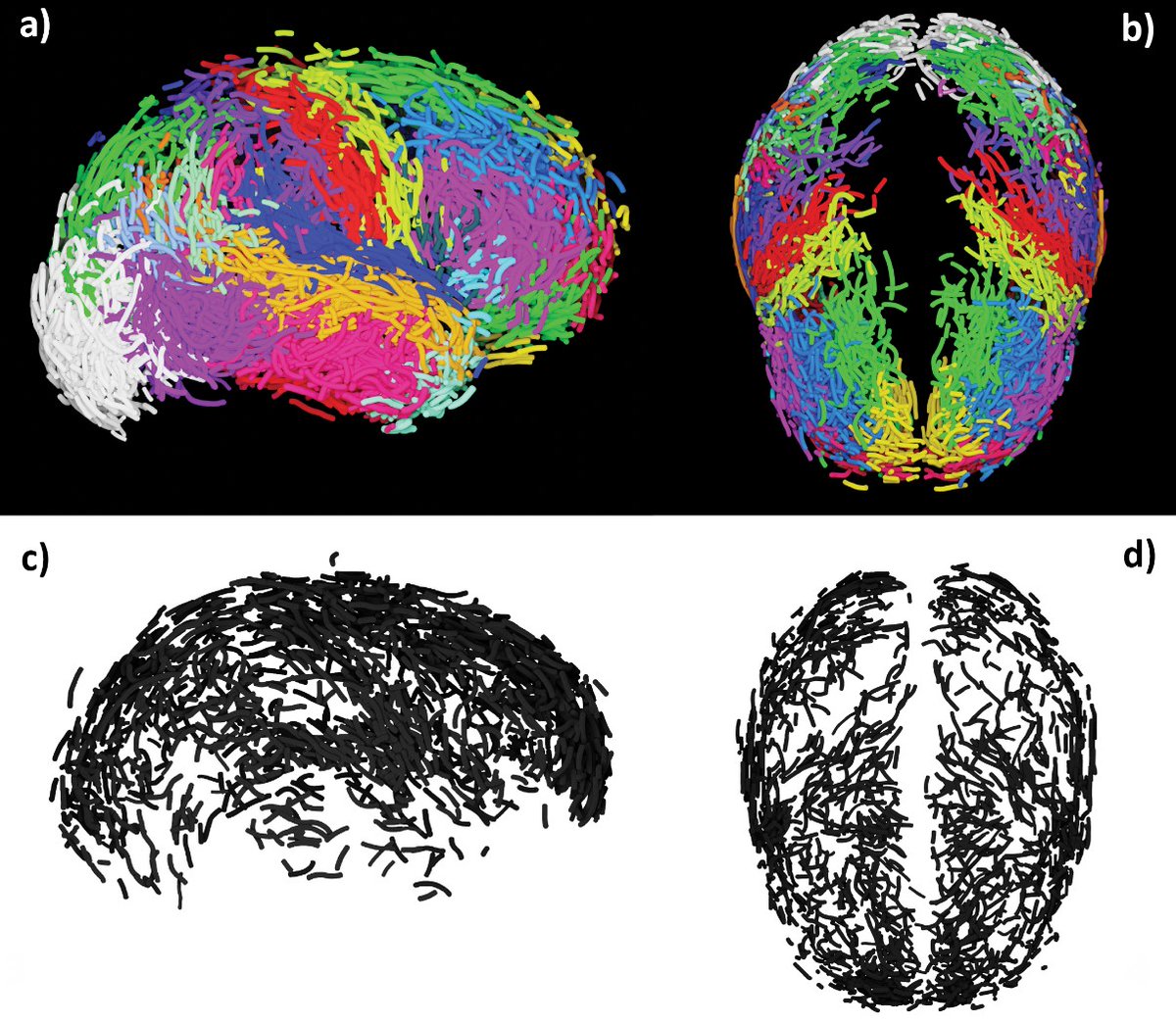 PaleoBRAIN tweet media