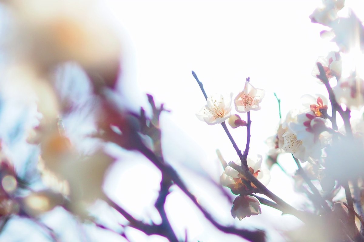 ウメの花咲いてた〜🌸

4月頃までバタバタが落ち着かなくて、めちゃ低浮上ですが、今月もよろしくお願いします☺️

今日の配信無事にできますように🙏✨️

＃てんぶんのいち
#てんいちずかん
＃た魔みん