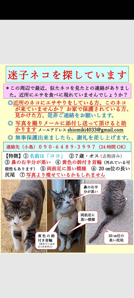 ココを外に出してしまったばかりに寒空をさまよう事になってしまって、ココに申し訳なくて、早く暖かい布団で寝かせてあげたいです。
情報をよろしくお願いします。
#山梨県甲府市 
#迷い猫 
#キジ白