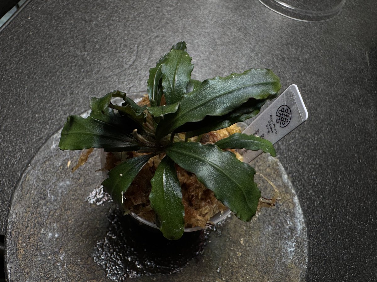 Bucephalandra sp. sayan3 Melawi Kal-barat 【TB便】 @APG_Lotus 個体