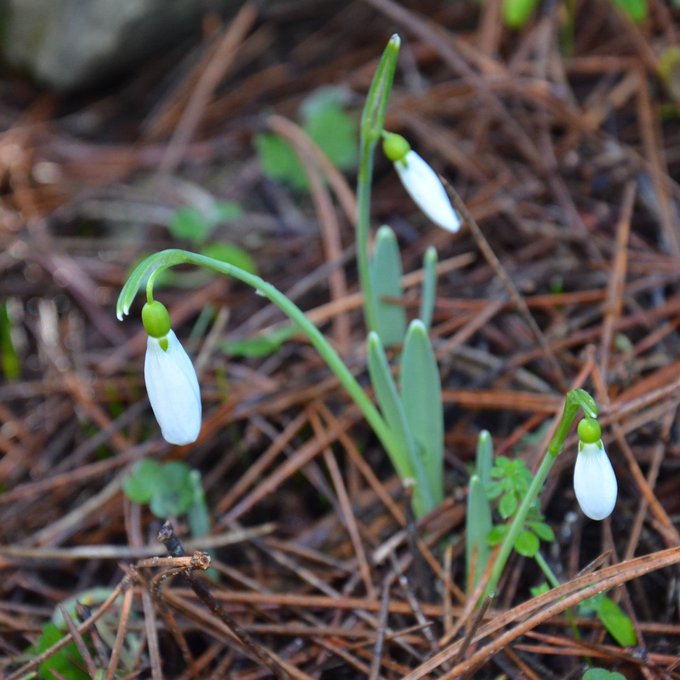 Pusholder tweet media