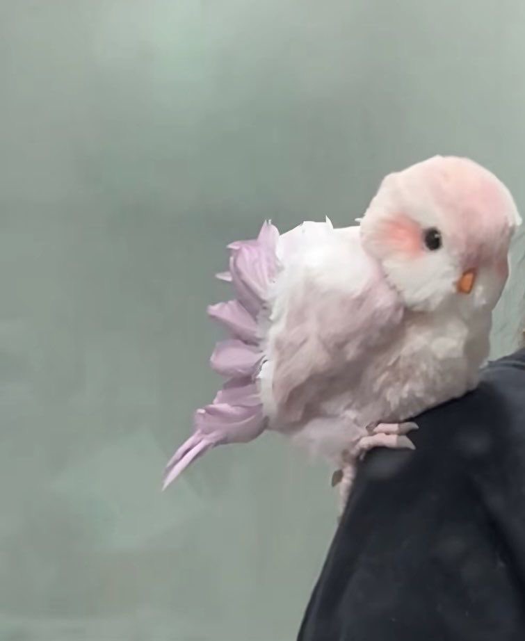 heart_jpg's tweet image. cutie