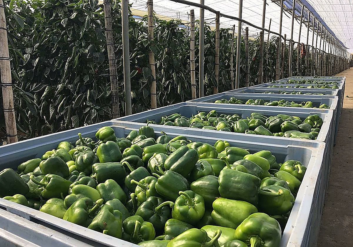CoopsAgroAND's tweet image. 🫑Pimientos, 🥒pepinos y 🍓fresas lideran las #ventas, con Alemania como principal comprador internacional

Los 🍅🍅tomates se encuentran en cuarta posición con 651 millones de ventas y una bajada del 4,8% 

🌐yourls.agroalimentarias-andalucia.es/DoxJGGE1c