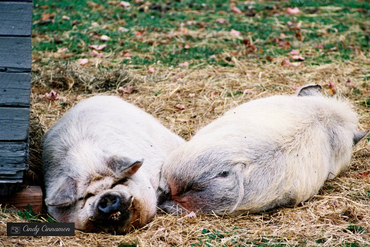 Cindy Cinnamon Photographie
CindyCinnamon.com
Pentax ME Super
Lomo Color Negative 400

#Argentique #Analog #ishootfilm #Pig #Photographie #PentaxMESuper #HeyLomography #35mm #Pentax #Cochon #Art #LomoColor400 #LomoColorNegative400 #MillerZoo #Beauce #Frampton #Canada
