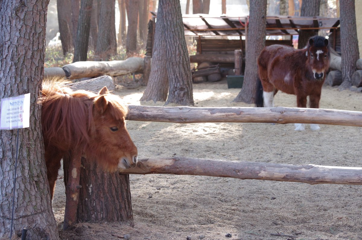 これはね，出そうで出れない柵の隙間から頑張って出ようとしてるお馬さんと全てを悟った馬ヅラしてるお馬さん