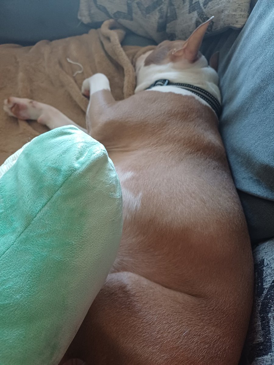 My writing companion isn't being much help this morning. Snoring like a chainsaw.

#WritingCommunity #writerslife #aimingforsuccess