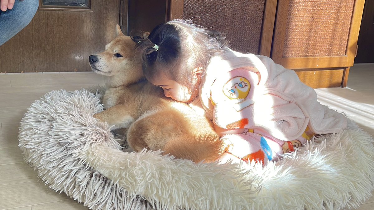 1歳児に昼寝に誘われて一緒の寝てあげる豆柴が優しすぎました