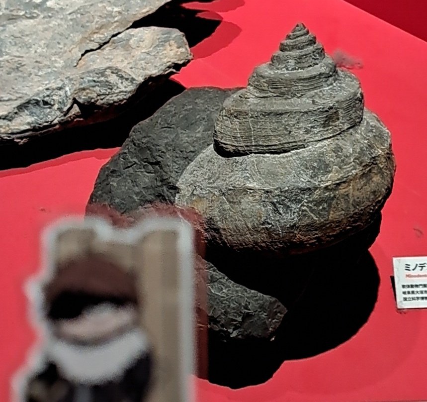 Post by 原稿 on X: ヤドカリ❔