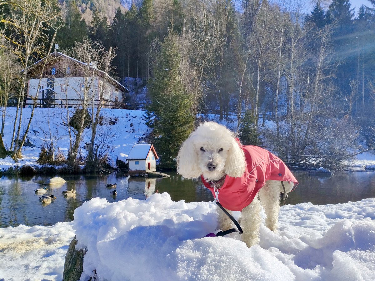 Iva Callegari tweet media