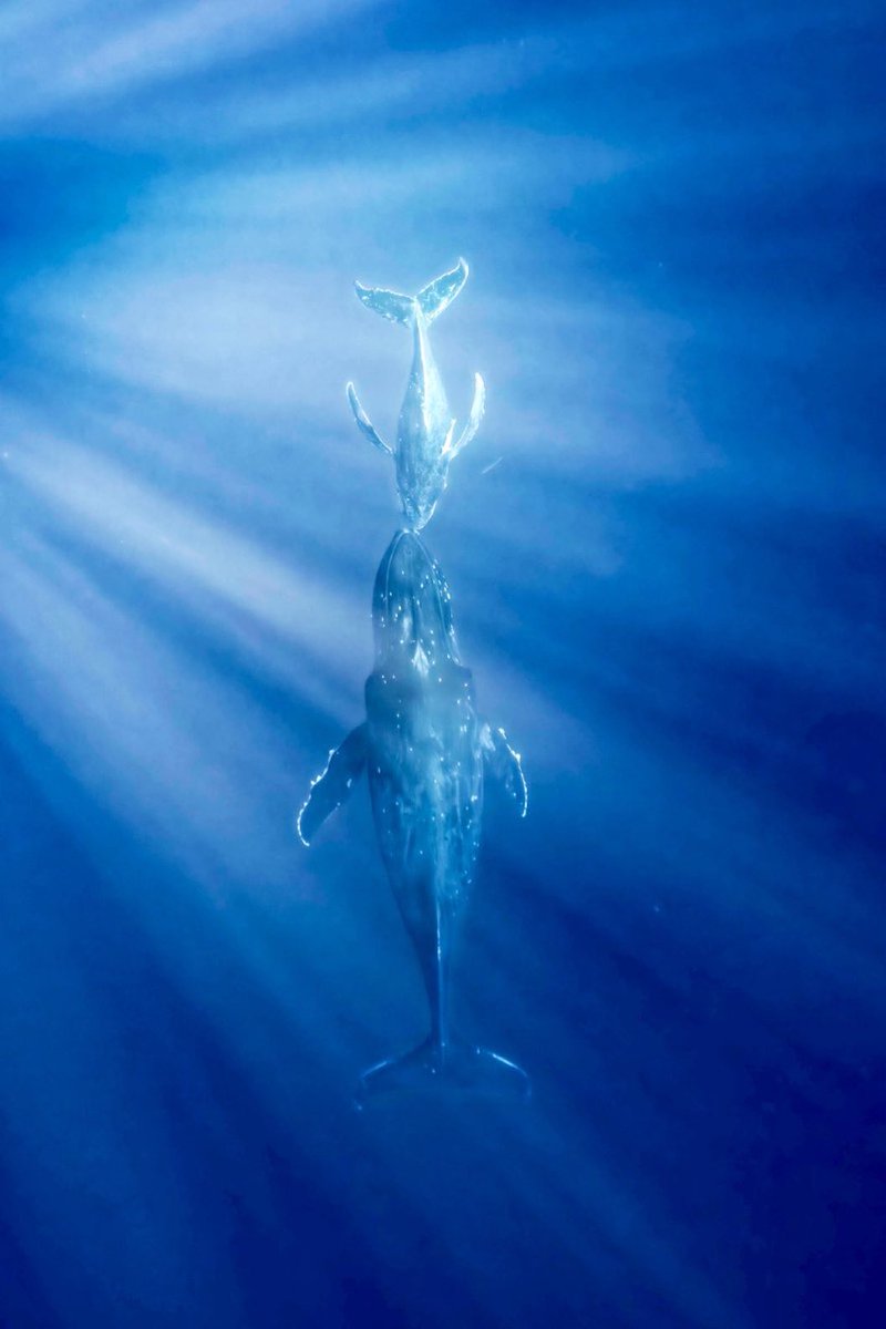 nature_yukiueda's tweet photo. 赤ちゃんクジラが呼吸のためにひとり頑張って海面まで上がっていった。

ところが海の中で待つお母さんのもとに戻った時、寂しかったのか心細かったのか甘えてるようでした。 https://t.co/js6KQgMyco