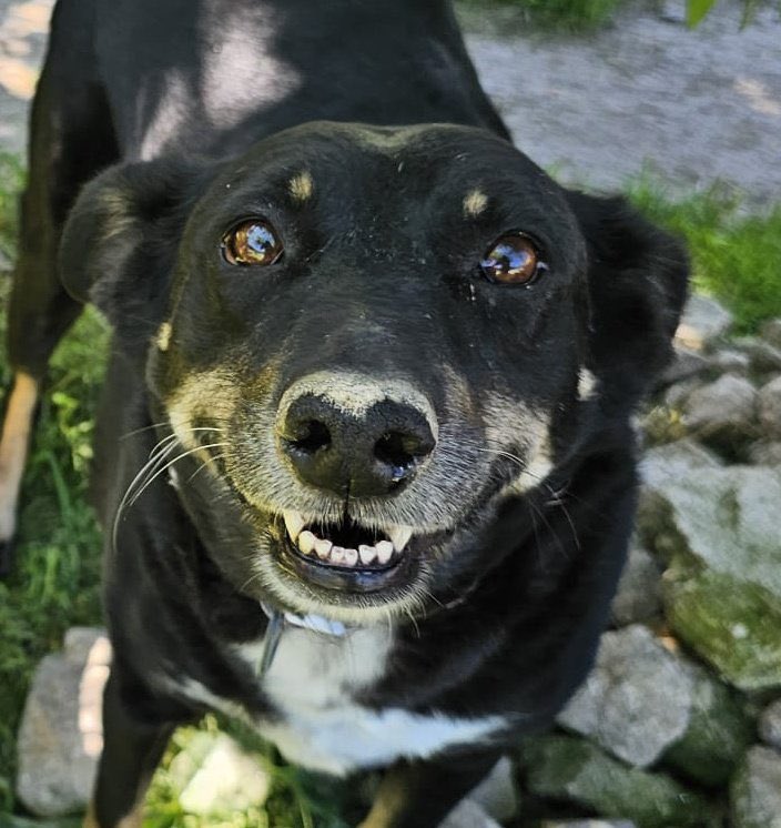 Feliz miércoles familia ☀️🐾

Y es que, por el mes del amor 💘, nosotras estamos buscando algo muy especial:
👉 alguien que se enamore de Famara como ella merece 🖤🐶

Pero no siempre es fácil…
Los perros mestizos siguen teniendo más dificultades para encontrar un hogar.
Y si