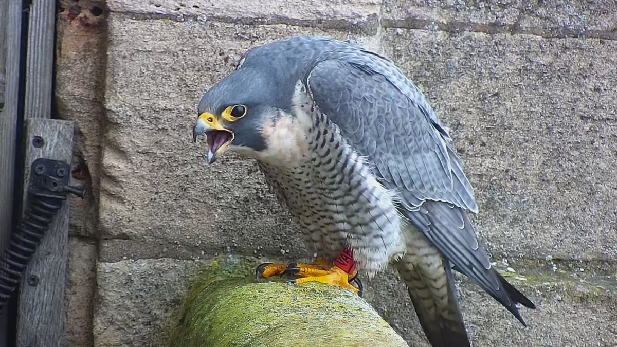 Alan Ball tweet media