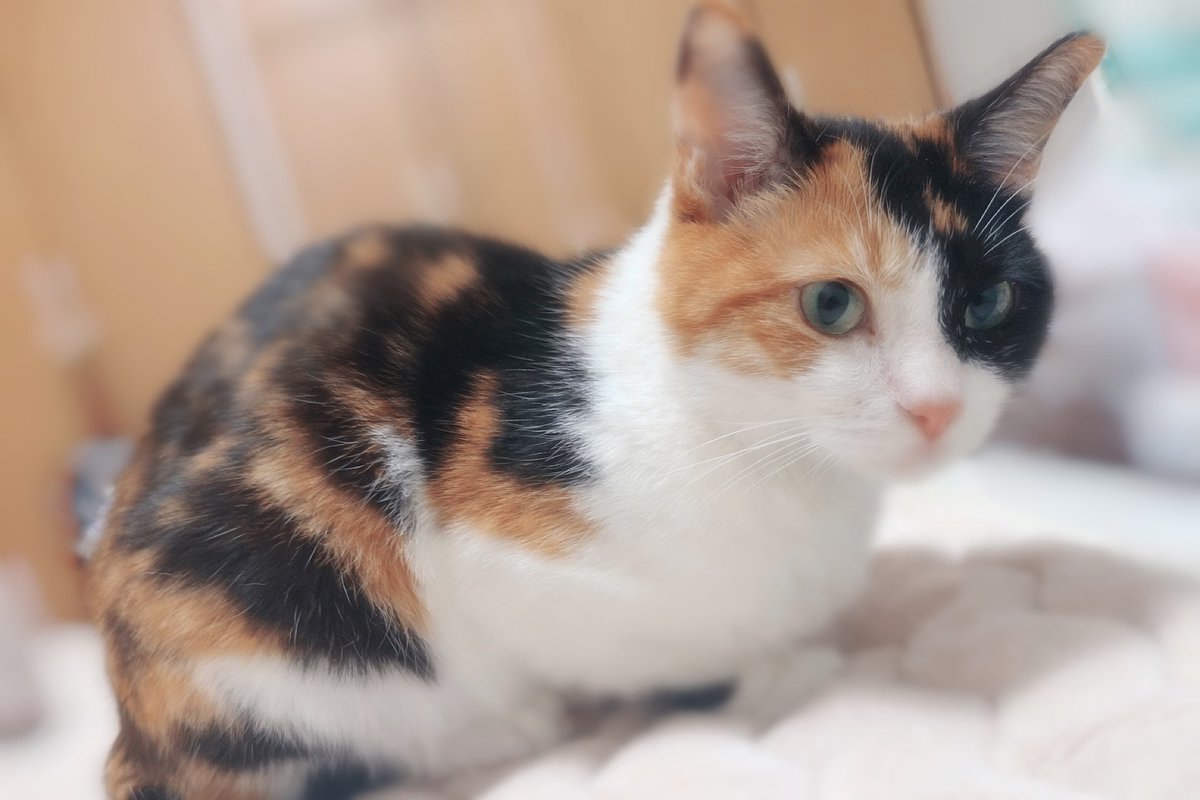 AIで、実家のみぃちゃんを三毛猫柄にしてって頼んだら、ミケちゃんに