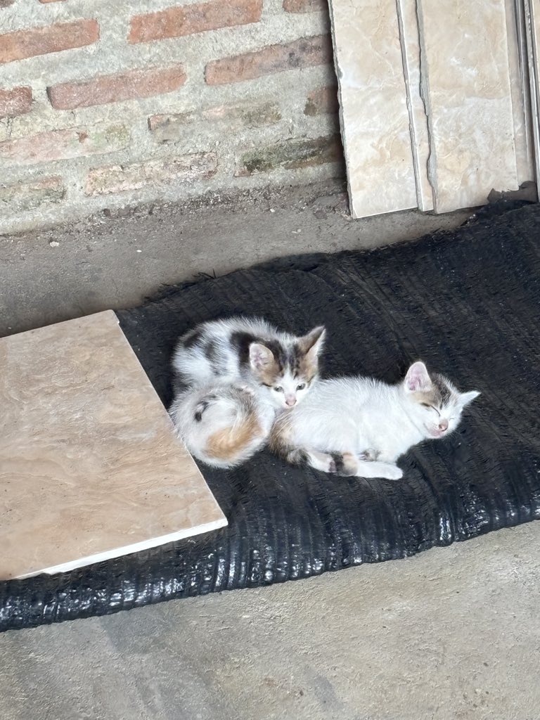 💆🏻‍♀️ tweet media