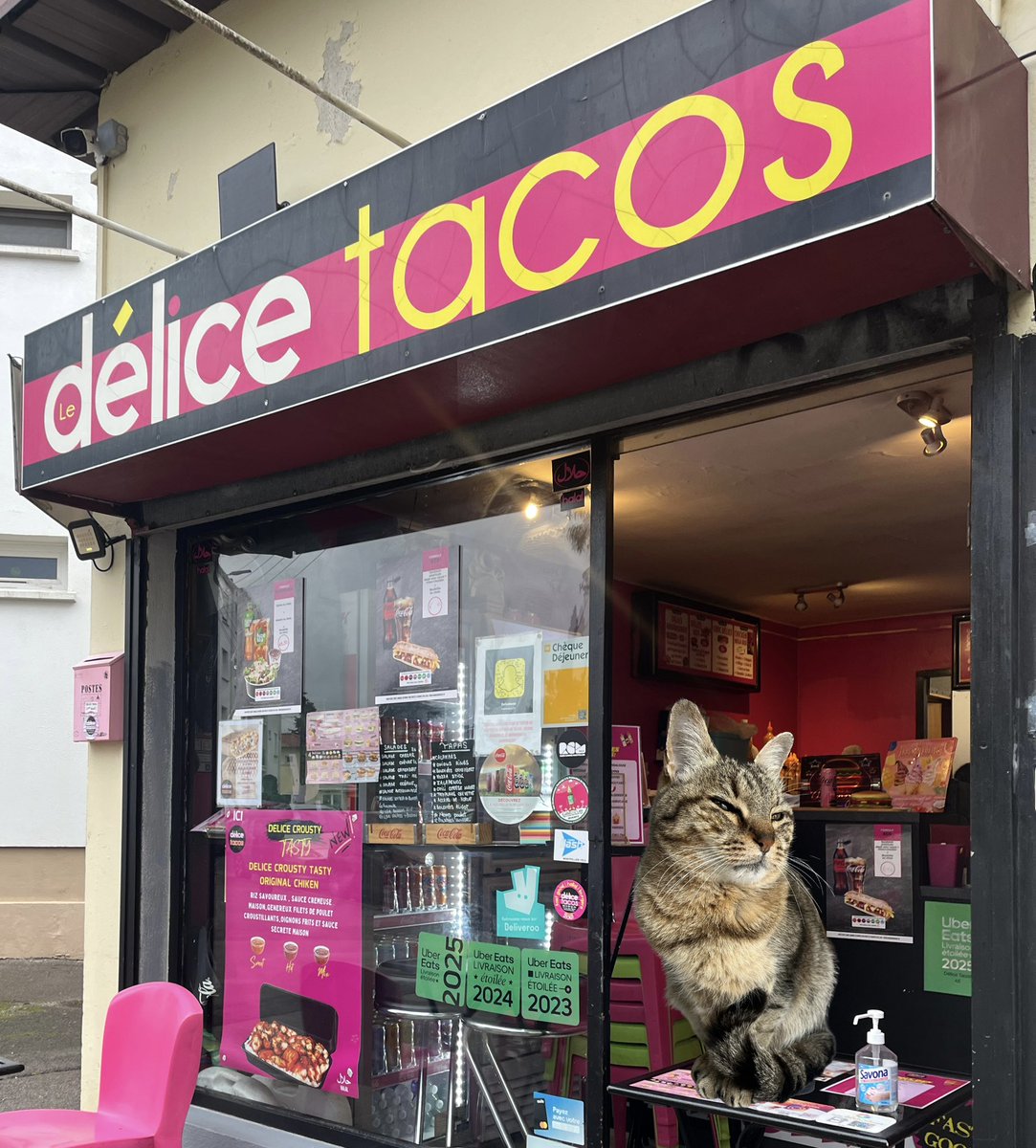 Tacos le chat tweet media