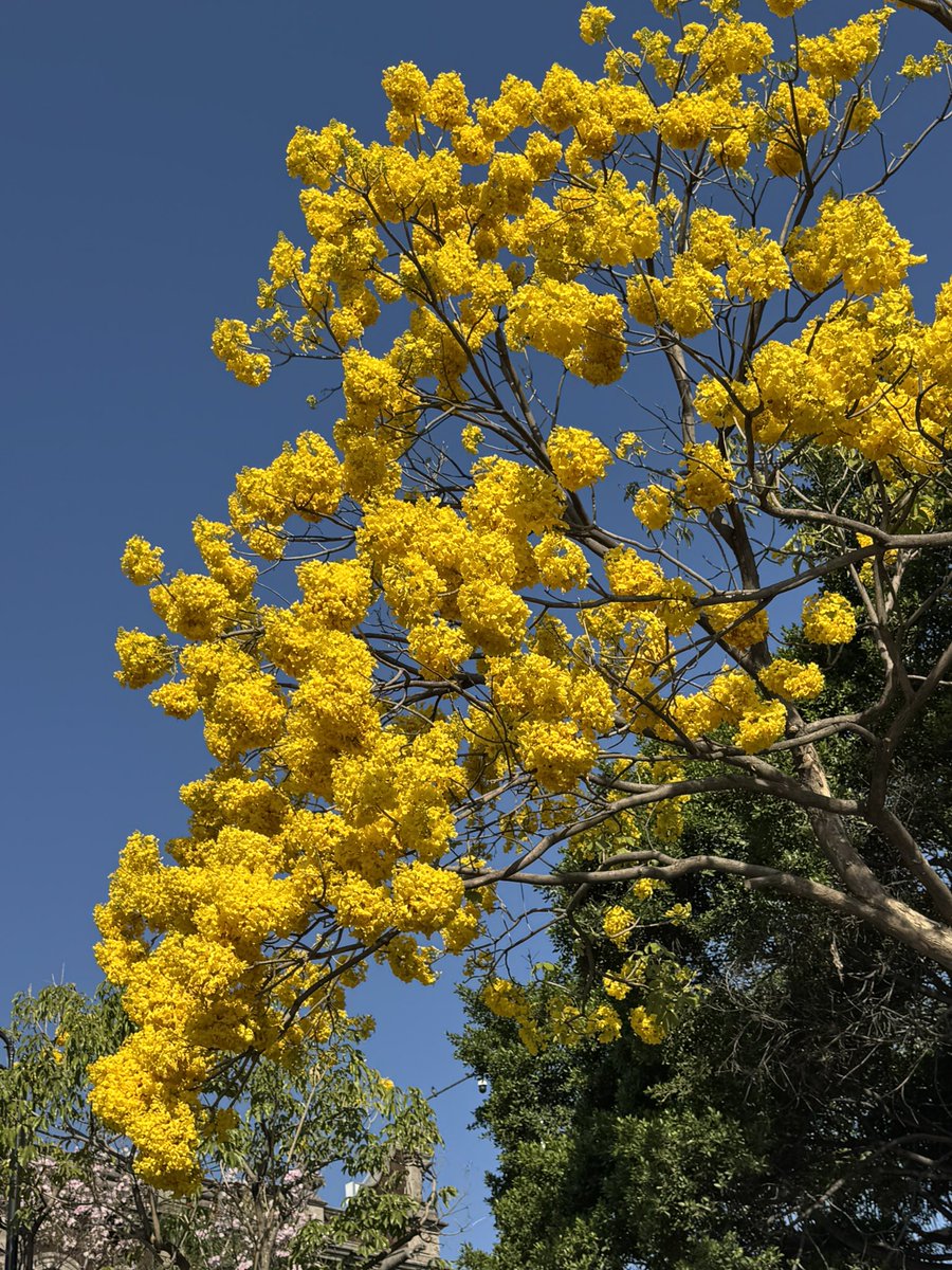 🌼 Ya florece el hermoso guayacán amarillo en #Cuernavaca