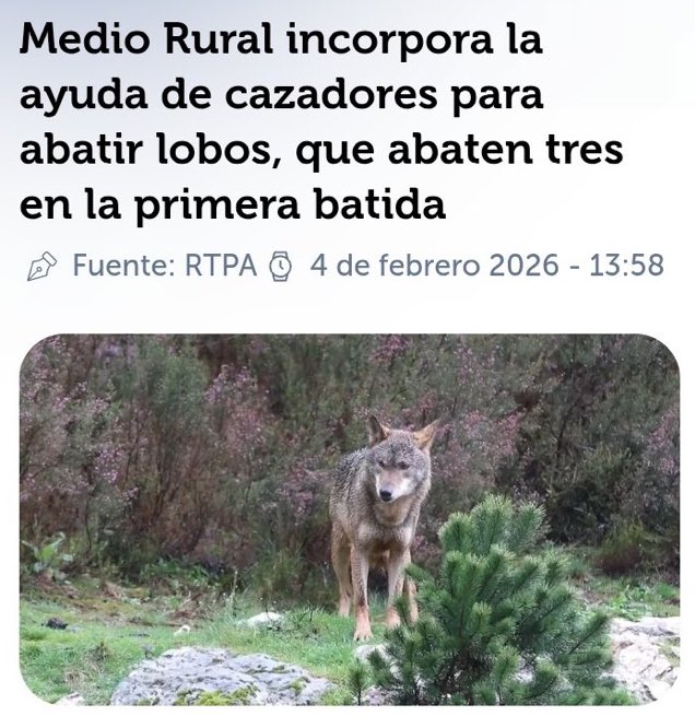 Esto es lo que está haciendo el gobierno asturiano, matando lobos a balazos con la participación de cazadores. Contra esta vergüenza máxima estámos batallando en fondolobo.org