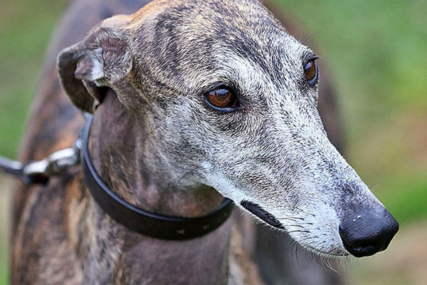 CagesFree's tweet image. Scope of the #problem in Spain
There is no single registry to obtain abandonment data &amp;amp; thus be able to have official figures on the situation of #greyhounds, hounds &amp;amp; other dogs used in hunting &amp;amp; racing
savethegalgos.org/posts/landing?…