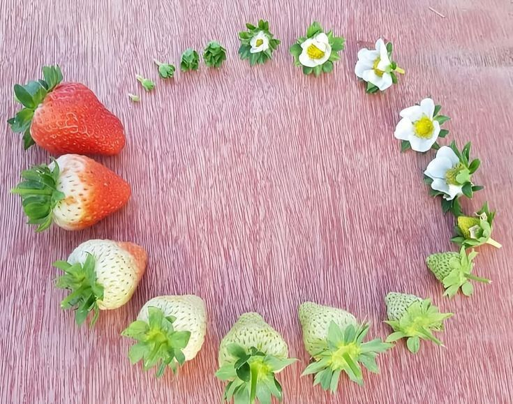 lavieestbelIe's tweet photo. The life cycle of a strawberry https://t.co/UU6rQd20lD