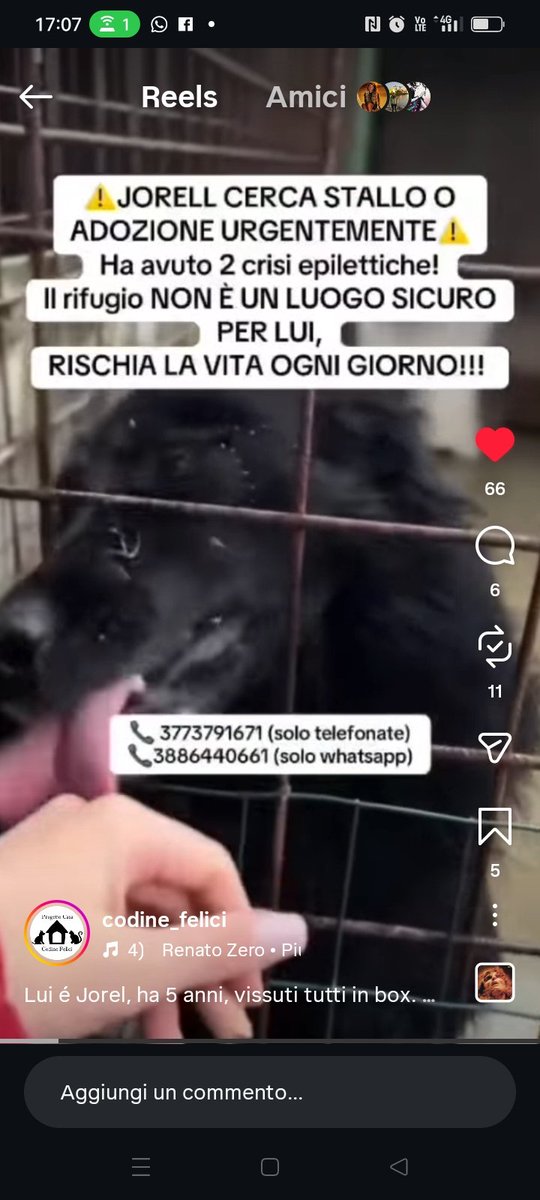 #Adozione #Cane
Aiutiamo, se qualcuno può lo prenda con se🙏🙏🙏🙏❤️❤️❤️