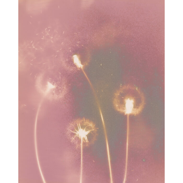 alternativephot's tweet image. Melody Locke transforms delicate dandelion seeds into luminous lumen print for our calendar event. She extends exposure and teases out unexpected colour. 
See all entries and take part until 31 March 2026:
👉 alternativephotography.com/calendar-event…

#lumenprint #altprocess #alterantiveprocesses