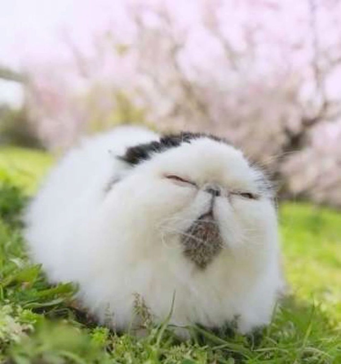 luwbug's tweet image. 