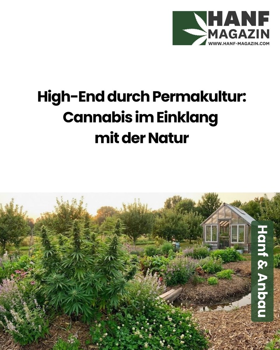 hanfmagazin's tweet photo. 🌱 Verwandle deinen Grow mit Permakultur in ein echtes, lebendiges Ökosystem.
Bessere Aromen, weniger Arbeit und null Chemie. 🚫🧪 Lass die Natur die harte Arbeit machen. Nützlinge statt Pestizide! 🐞🌻
https://t.co/4HkcgqfrA4
#Permakultur #LivingSoil #BioAnbau #Hanfmagazin https://t.co/8LS07a6VIu