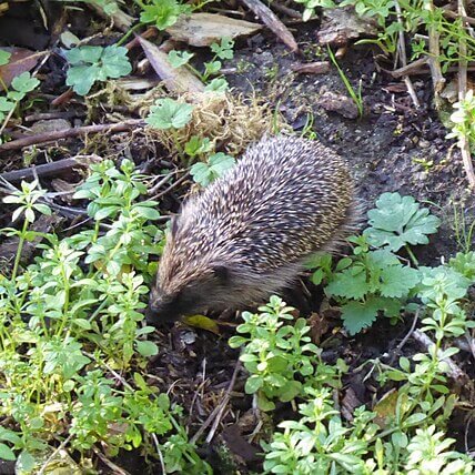 TheNatureFund's tweet image. UK Government Set to Miss Wildlife and Environmental Targets, Watchdog Warns #ukgovernment #LabourParty #wildlifeprotection

naturalworldfund.org.uk/uk-government-…