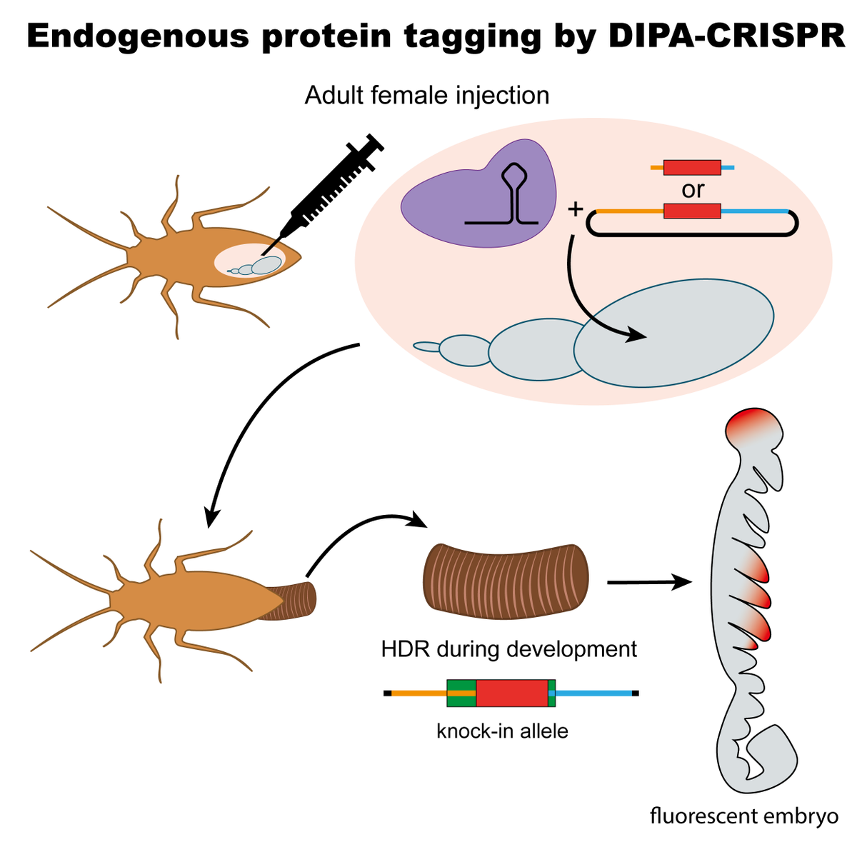 <a href="/CSIC/">CSIC</a> <a href="/the_prbb/">Biomedicina BCN</a> <a href="/UPFbiomed/">UPF Medicine and Life Sciences</a> <a href="/CSICCat/">CSIC en Catalunya</a> <a href="/FerrandezRoldan/">Alfonso Ferrández Roldán</a> 🧬 Gràcies a una nova eina molecular basada en DIPA-CRISPR, l’equip ha pogut visualitzar amb fluorescència una #proteïna clau per al desenvolupament de B.germanica.

#DesxifrantEvolució

👉cell.com/cell-reports-m…