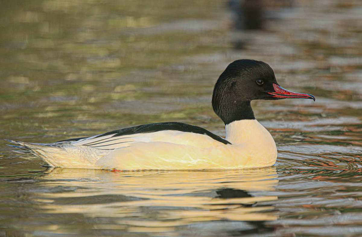 Jeff’s Wildlife Photography tweet media