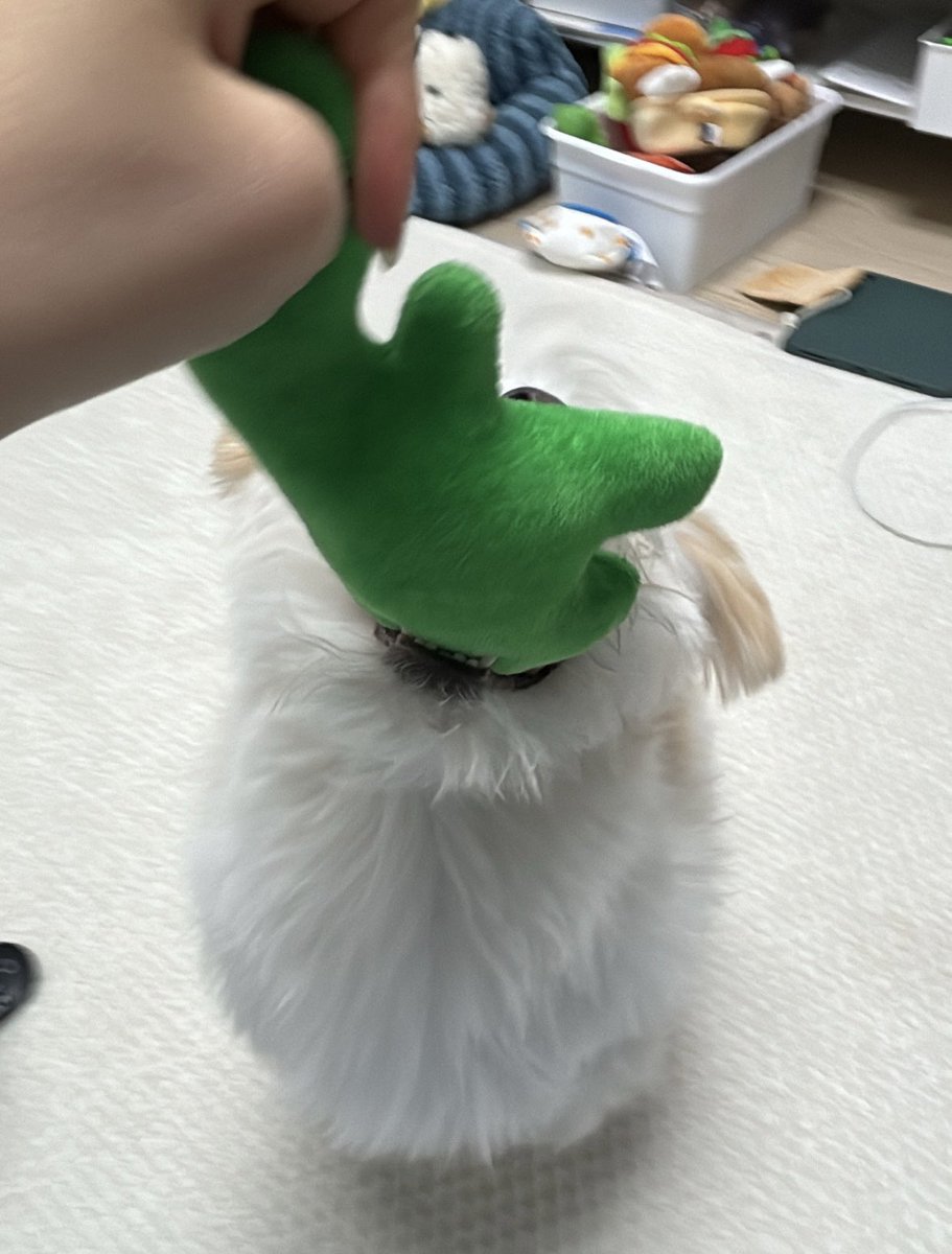 Noopppp_y's tweet photo. 와 진짜뭐지???
강아지가 맞나?? 조랭이떡 아님 ????? https://t.co/t5cZGXSVaz
