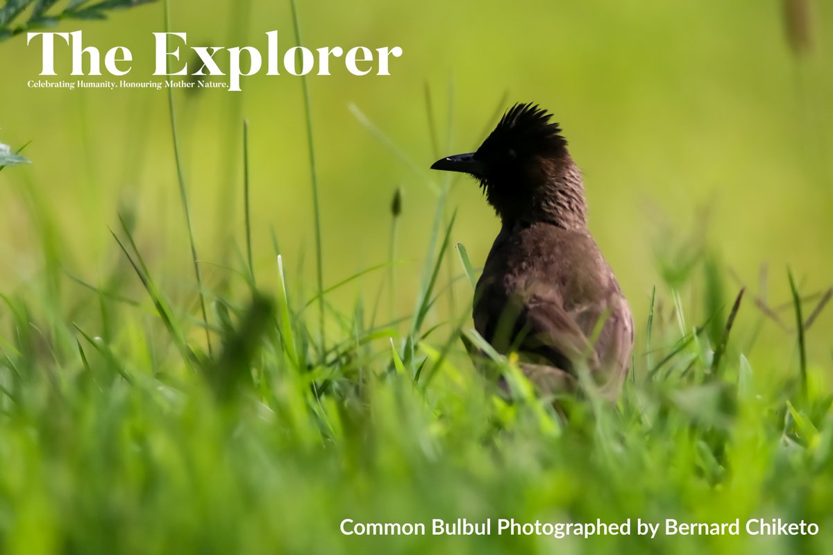 The Explorer tweet media