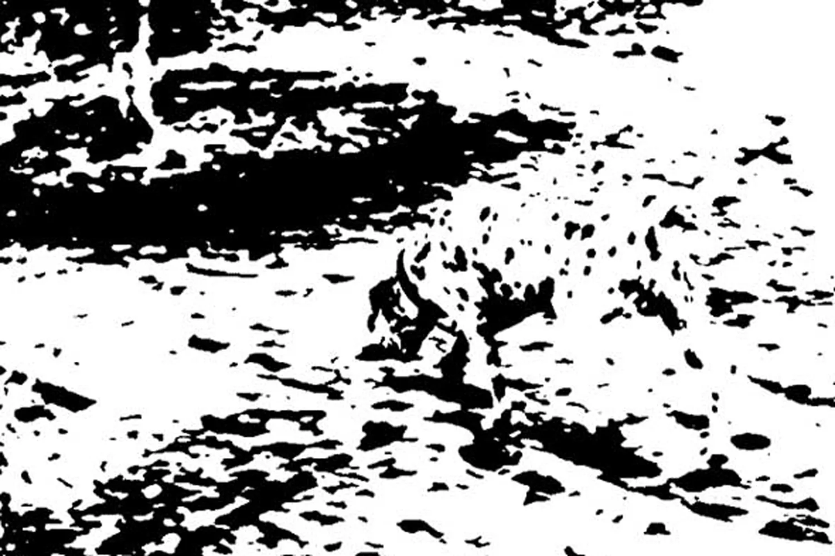 Biyu Jade He tweet media