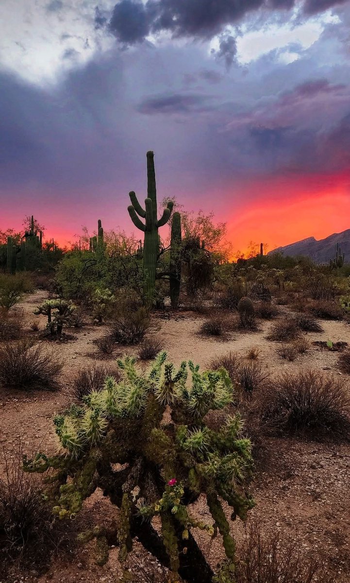 HPegstand's tweet image. Arizona! 🌵
My 2nd home!🌵💛🌵