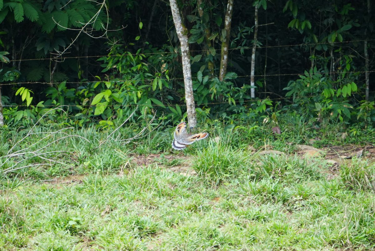 #miercolesdeemplumados Hoy vi llo hermoso que es el sol expresado en alas . Eurypyga heláis . Tigana, ave del sol. Dar zoom